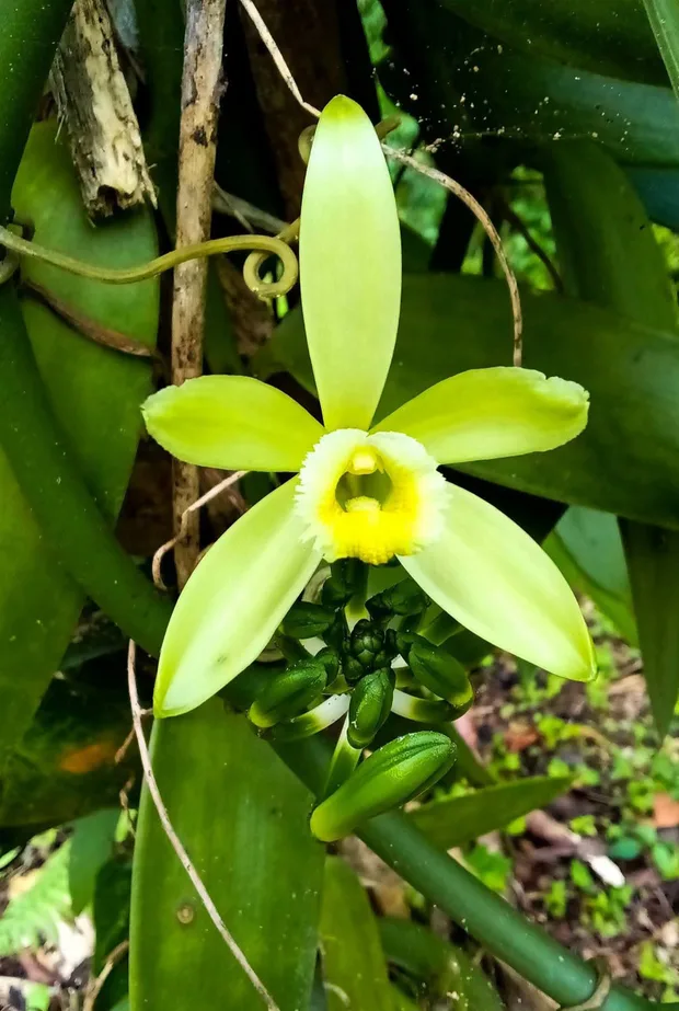 A vanilla orchid in flower on the vine in Vanuatu